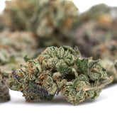 Dried Lung Buster Indoor THCa Flower Smalls with orange hairs and purple hues